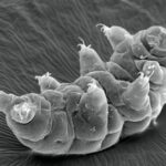 Studies reveal new clues to how tardigrades can survive intense radiation