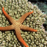 A single peptide helps starfish get rid of a limb when attacked