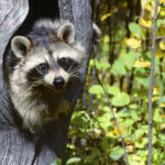 Human cases of raccoon parasite may be your best excuse to buy a flamethrower