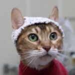 Study: Cats in little crocheted hats shed light on feline chronic pain