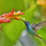 Hummingbirds thrive on an extreme lifestyle. Here’s how.