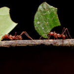 Ants learned to farm fungi during a mass extinction