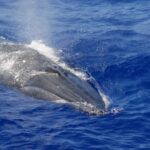 Strange “biotwang” ID’d as Bryde’s whale call