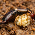 The amorous adventures of earwigs