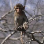 Research monkeys still having a ball days after busting out of lab, policy say