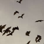 Bats use echolocation to make mental maps for navigation