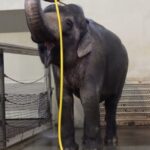 This elephant figured out how to use a hose to shower