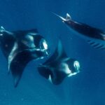 Manta rays inspire faster swimming robots and better water filters