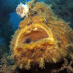 Frogfish reveals how it evolved the “fishing rod” on its head