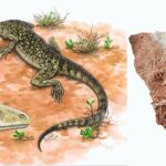 Lizards and snakes are 35 million years older than we thought