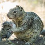 These squirrels are cold-blooded vole killers