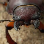 Up close and personal with the stag beetle in A Real Bug’s Life S2