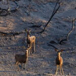 Southern California wildfires likely outpace ability of wildlife to adapt