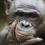 Bonobos recognize when humans are ignorant, try to help