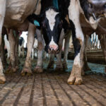 H5N1 bird flu spills over again; Nevada cows hit with different, deadly strain