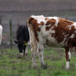 Bird flu strain that just jumped to cows infects dairy worker in Nevada