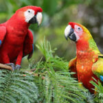 Parrots can imitate meaningless behavior almost as well as humans