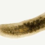 To regenerate a head, you first have to know where your tail is