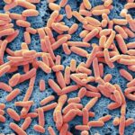 A dangerous E. coli strain has emerged; a small mutation may explain its rise