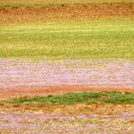 How farmers can help rescue water-loving birds