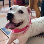 I helped a lost dog’s AirTag ping its owner: An ode to replaceable batteries