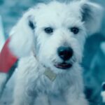 Krypto steals the show (again) in Superman trailer